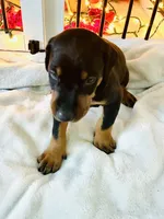 Bear, a male Doberman Pinscher for sale in Cape Coral, FL – 5 of 7