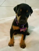 Clark, a male Doberman Pinscher for sale in Cape Coral, FL – 2 of 5