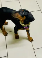 Clark, a male Doberman Pinscher for sale in Cape Coral, FL – 3 of 6