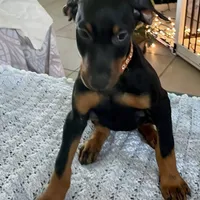 Lulu's pups, a male Doberman Pinscher for sale in Cape Coral, FL – Photo 8 of 10