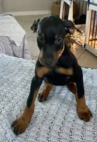 Lulu's pups, a male Doberman Pinscher for sale in Cape Coral, FL – Photo 8 of 10