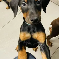 Lulu's pups, a male Doberman Pinscher for sale in Cape Coral, FL – Photo 4 of 10