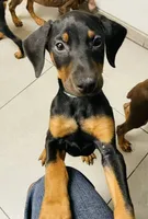 Lulu's pups, a male Doberman Pinscher for sale in Cape Coral, FL – Photo 4 of 10