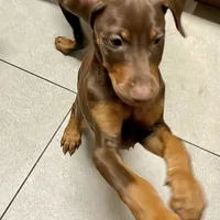 Lulu's pups, a male Doberman Pinscher for sale in Cape Coral, FL – Photo 9 of 10