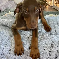 Lulu's pups, a male Doberman Pinscher for sale in Cape Coral, FL – Photo 3 of 10