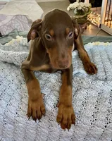 Lulu's pups, a male Doberman Pinscher for sale in Cape Coral, FL – Photo 3 of 10