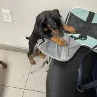 Lulu's pups, a male Doberman Pinscher for sale in Cape Coral, FL – Photo 10 of 10