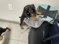 Lulu's pups, a male Doberman Pinscher for sale in Cape Coral, FL – Photo 10 of 10