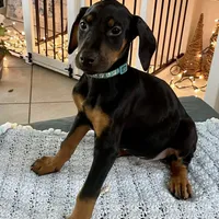 Lulu's pups, a male Doberman Pinscher for sale in Cape Coral, FL – Photo 2 of 10