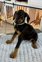 Lulu's pups, a male Doberman Pinscher for sale in Cape Coral, FL – Photo 2 of 10