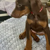 Lulu's pups, a male Doberman Pinscher for sale in Cape Coral, FL – Photo 7 of 10