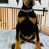 Lulu's pups, a male Doberman Pinscher for sale in Cape Coral, FL – Photo 5 of 10