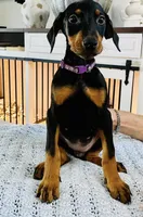 Lulu's pups, a male Doberman Pinscher for sale in Cape Coral, FL – Photo 5 of 10