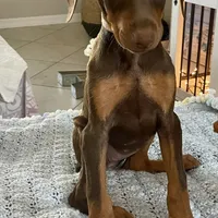 Lulu's pups, a male Doberman Pinscher for sale in Cape Coral, FL – Photo 6 of 10