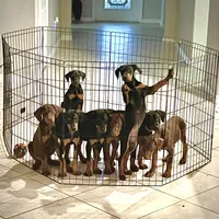 Lulu's pups, a male Doberman Pinscher for sale in Cape Coral, FL – Photo 1 of 10