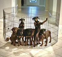 Lulu's pups, a male Doberman Pinscher for sale in Cape Coral, FL – Photo 1 of 10