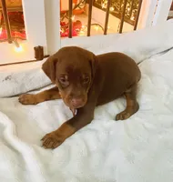 Popeye , a male Doberman Pinscher for sale in Cape Coral, FL – 3 of 8