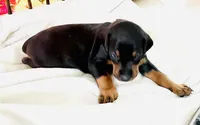 Diesel, a male Doberman Pinscher for sale in Cape Coral, FL – 7 of 10