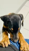 Clark, a male Doberman Pinscher for sale in Cape Coral, FL – 5 of 6