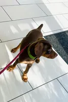 Popeye , a male Doberman Pinscher for sale in Cape Coral, FL – 4 of 4