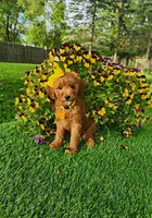 Penny, a female Miniature Goldendoodle for sale in Indianapolis, IN – 4 of 8