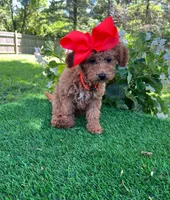 Dutchess  (micro mini), a female Goldendoodle and Miniature Goldendoodle for sale in Indianapolis, IN – 1 of 6