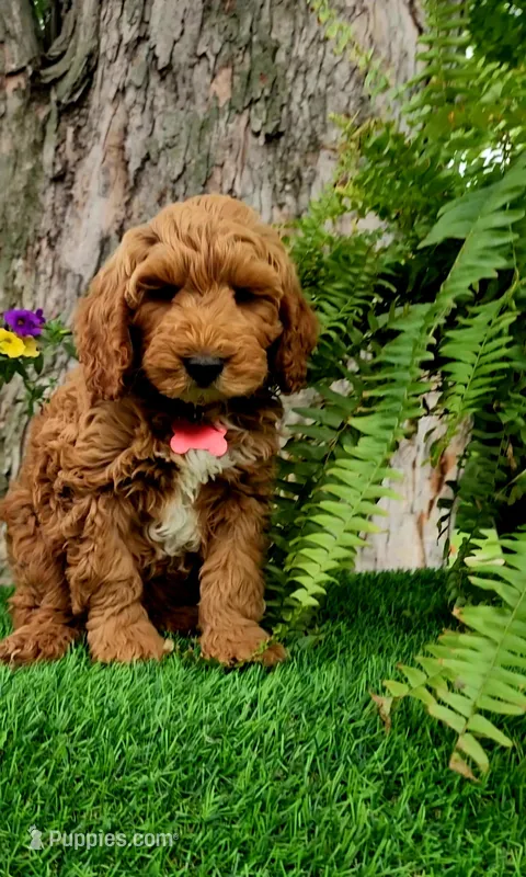 Gavin (miniature) – Miniature Goldendoodle puppy for sale in Indianapolis, IN