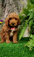Gavin (miniature), a male Miniature Goldendoodle for sale in Indianapolis, IN – 1 of 1