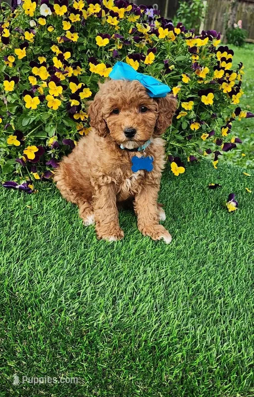 Dutchess  (miniature) – Goldendoodle, Miniature Goldendoodle puppy for sale in Indianapolis, IN