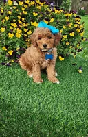 Dutchess  (miniature), a female Goldendoodle and Miniature Goldendoodle for sale in Indianapolis, IN – 1 of 6