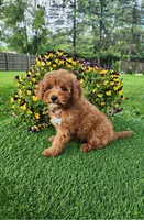 Charlie, a male Goldendoodle and Miniature Goldendoodle for sale in Indianapolis, IN – 3 of 4