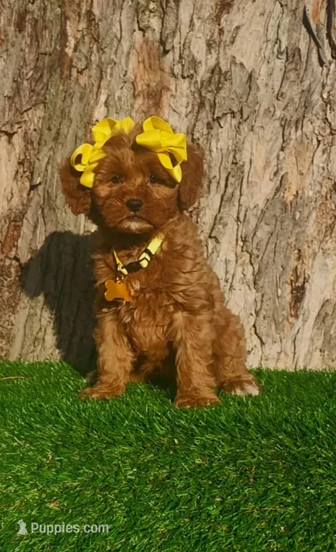 Madeline (miniature) – Goldendoodle, Miniature Goldendoodle puppy for sale in Indianapolis, IN