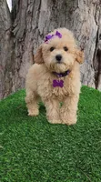 Prissy, a female Poodle - Toy  and Poodle - Miniature  for sale in Indianapolis, IN – Photo 10 of 10