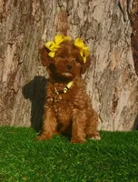 Madeline (miniature), a female Goldendoodle and Miniature Goldendoodle for sale in Indianapolis, IN – Photo 4 of 6