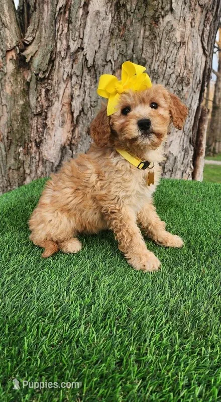 Maggie (miniature) – Goldendoodle, Miniature Goldendoodle puppy for sale in Indianapolis, IN
