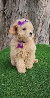 Prissy, a female Poodle - Toy  and Poodle - Miniature  for sale in Indianapolis, IN – Photo 5 of 10