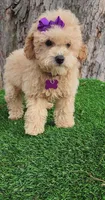 Prissy, a female Poodle - Toy  and Poodle - Miniature  for sale in Indianapolis, IN – Photo 8 of 10