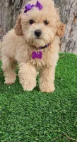 Prissy, a female Poodle - Toy  and Poodle - Miniature  for sale in Indianapolis, IN – Photo 7 of 10