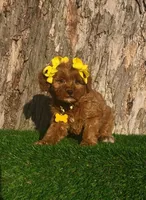 Madeline (miniature), a female Goldendoodle and Miniature Goldendoodle for sale in Indianapolis, IN – Photo 5 of 6