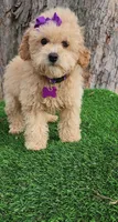 Prissy, a female Poodle - Toy  and Poodle - Miniature  for sale in Indianapolis, IN – Photo 9 of 10