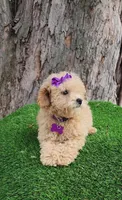 Prissy, a female Poodle - Toy  and Poodle - Miniature  for sale in Indianapolis, IN – Photo 4 of 10