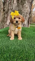 Maggie (miniature), a female Goldendoodle and Miniature Goldendoodle for sale in Indianapolis, IN – Photo 2 of 2
