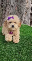 Prissy, a female Poodle - Toy  and Poodle - Miniature  for sale in Indianapolis, IN – Photo 1 of 10
