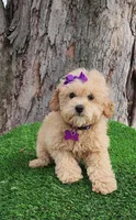 Prissy, a female Poodle - Toy  and Poodle - Miniature  for sale in Indianapolis, IN – Photo 3 of 10