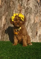 Madeline (miniature), a female Goldendoodle and Miniature Goldendoodle for sale in Indianapolis, IN – Photo 2 of 6
