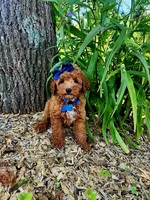 Penny (micro), a female Goldendoodle and Miniature Goldendoodle for sale in Indianapolis, IN – 4 of 5