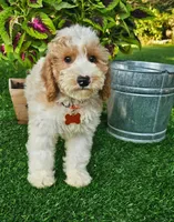 Branson (miniature), a male Goldendoodle and Miniature Goldendoodle for sale in Indianapolis, IN – 3 of 5