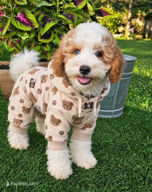 Griffin – Goldendoodle puppy for sale in Indianapolis, IN