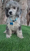 Blue, a male Poodle - Toy  for sale in Indianapolis, IN – Photo 4 of 4
