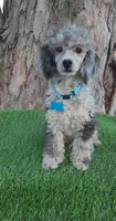 Blue, a male Poodle - Toy  for sale in Indianapolis, IN – Photo 3 of 4
